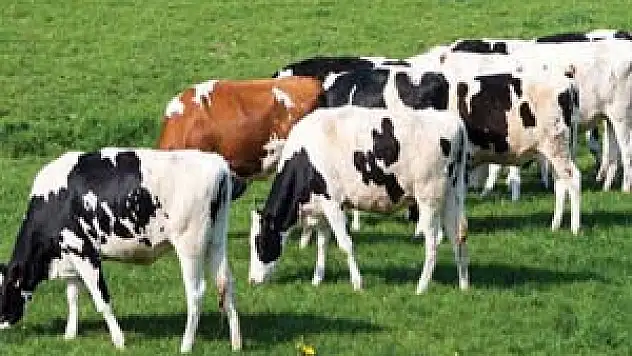 HAYVANCILIK YATIRIMLARINA HİBE DESTEĞİ VERİLECEK