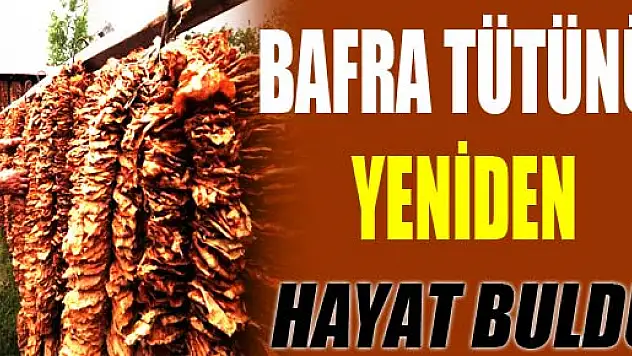 BAFRA TÜTÜNÜ YENİDEN HAYAT BULDU