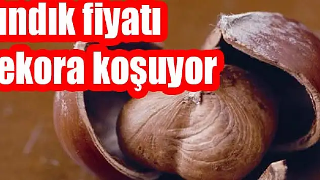Fındık fiyatı rekora koşuyor