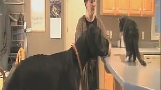 O dünyanın en uzun köpeği idi