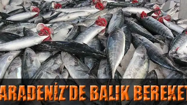 KARADENİZ'DE BALIK BEREKETİ
