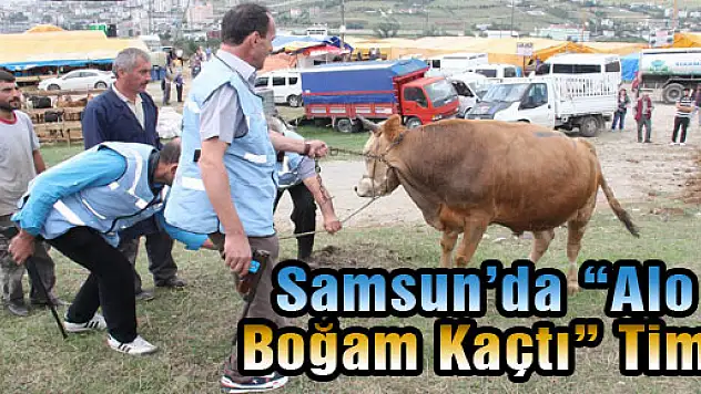 Samsun'da 'Alo Boğam Kaçtı' Timi
