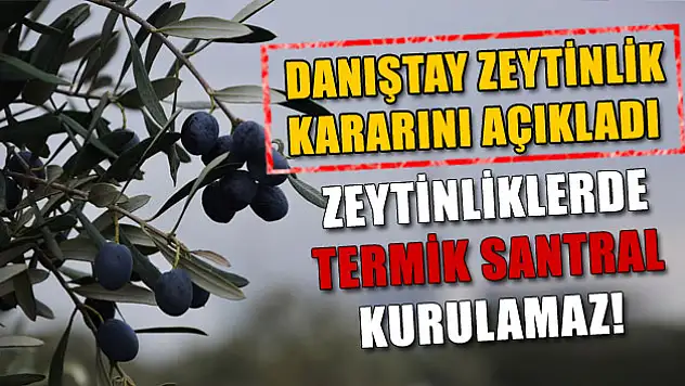 Danıştay'ın Yırca'daki zeytinlik alanla ilgili gerekçeli kararı açıklandı