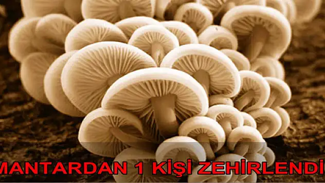 Samsun'da 1 Kişi Mantardan Zehirlendi