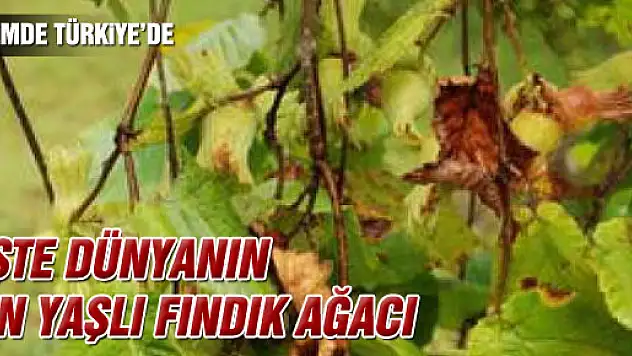 Dünyanın en yaşlı fındık ağacı
