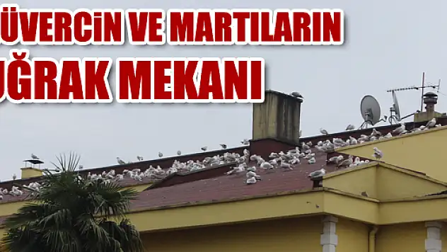 Güvercin ve Martıların Uğrak Mekanı 