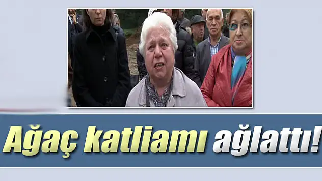 Ağaç katliamı ağlattı!