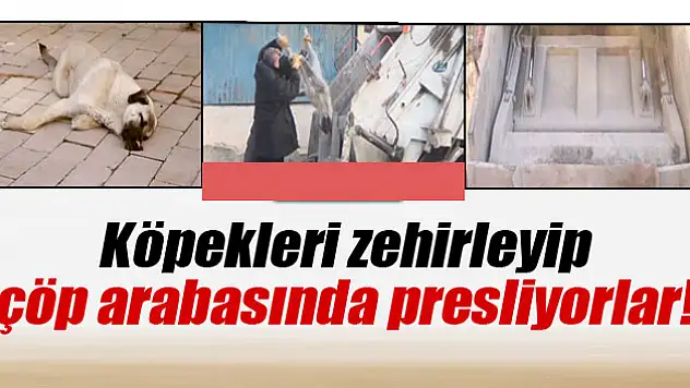 Köpekleri zehirleyip çöp arabasında presliyorlar