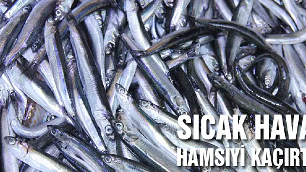 SICAK HAVA HAMSİYİ KAÇIRTTI