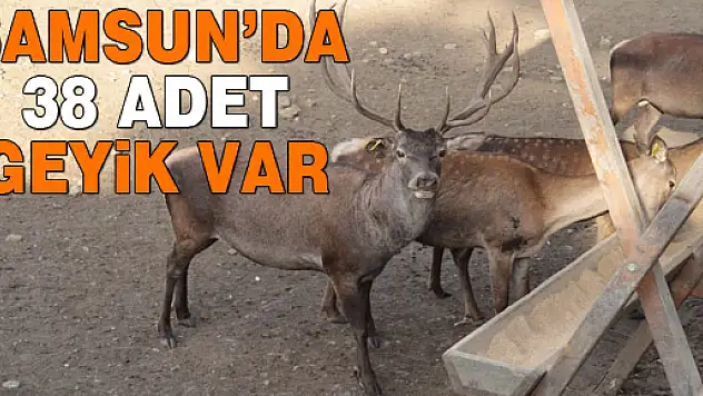 Samsun'da 38 Adet Geyik Var