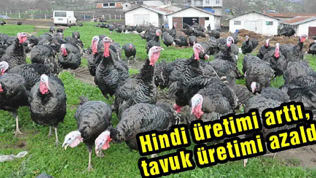 Hindi üretimi arttı, tavuk üretimi azaldı