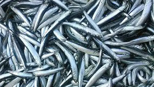 Sinop'tan Hamsi İçin 'Ortak Av Yasağı' Önerisi