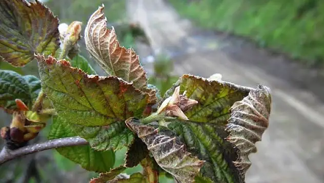 Fındık Üreticileri DİKKAT!