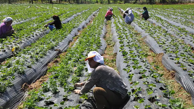 Doğu Karadeniz'de İstihdam Düştü