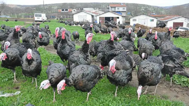Tavuk ve hindi eti üretimi azaldı