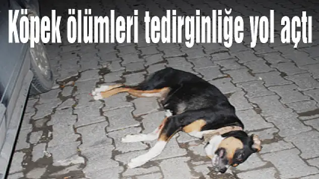 Köpek ölümleri tedirginliğe yol açtı