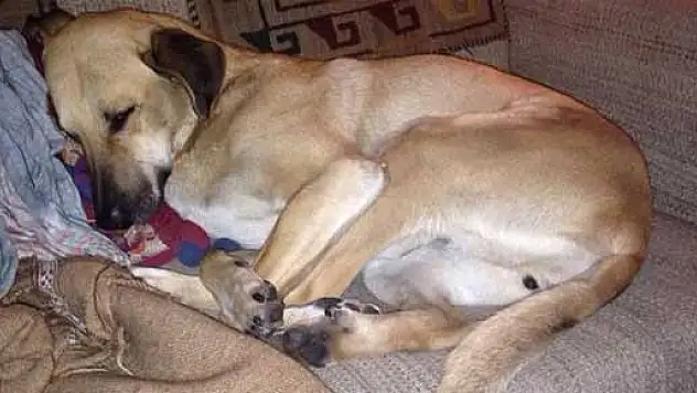 Köpeği kaybolunca havalimanını ayağa kaldırdı