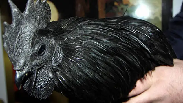 Bu tavuklar araba fiyatına satılıyor