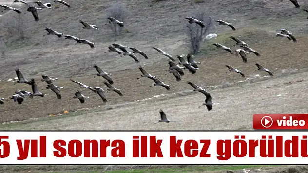 Telli turnalar 5 yıl sonra ilk kez görüldü