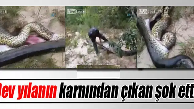 Dev yılanın karnından çıkan şok etti!