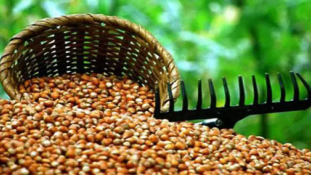 Fındık Üreticisi 2 Gündür Uyumuyor