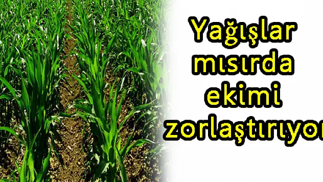 Yağışlar mısırda ekimi zorlaştırıyor...