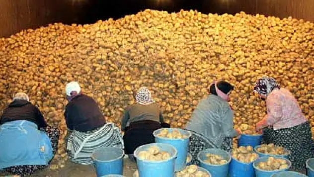 Patatesin kilosu muzla yarışıyor