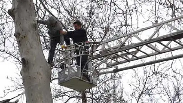 Çıktığı ağaçta mahsur kaldı