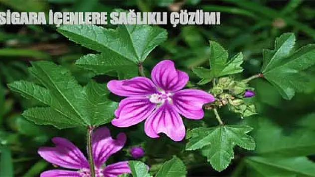 Sigaraya karşı 'ebegümeci' formülü