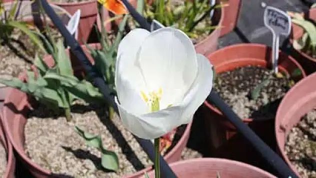 Türkiye'nin ilk yerli lale çeşitleri yetiştirildi