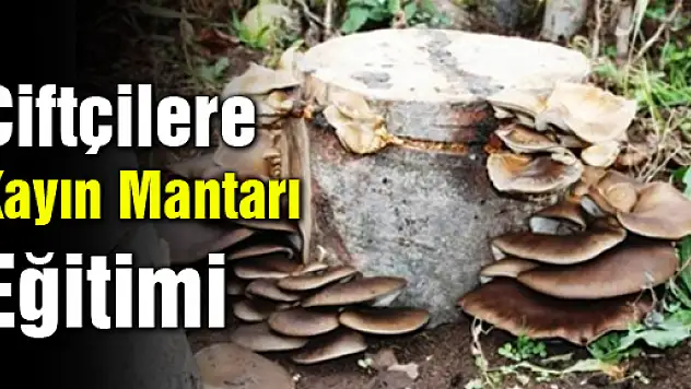 Çiftçilere Kayın Mantarı Eğitimi