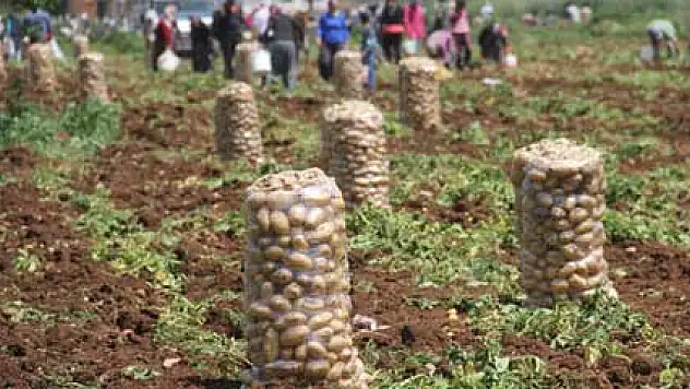 Patates tarlada 1 lira 70 kuruş pazarda 5 lira