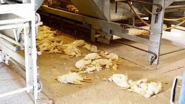 Balıkesir'de kanatlı ölümleri sürüyor