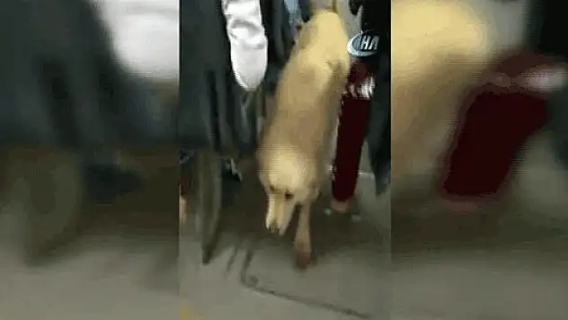Sokak köpeğinin toplu taşıma keyfi