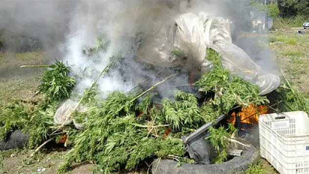 Fasulye serasına uyuşturucu ektiler