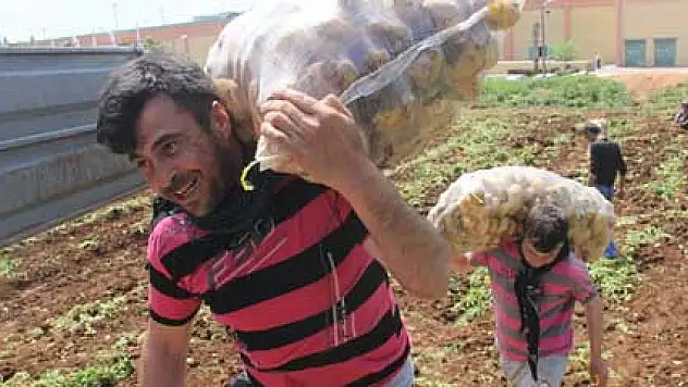Patatesin kilosu 5 lira işçi tonunu 10 liraya taşıyor