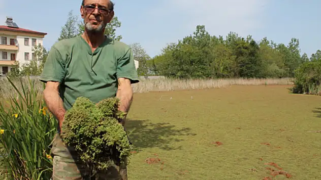 Tabiat Harikası 'Miliç' Tehlikede