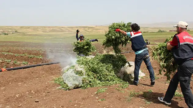 Damlama sulama sistemiyle kenevir yetiştirmişler