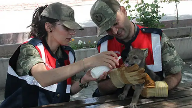 Yavru kurda jandarma şefkati