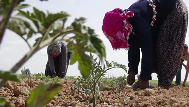 Savaştan kaçan Suriyeliler tarlada