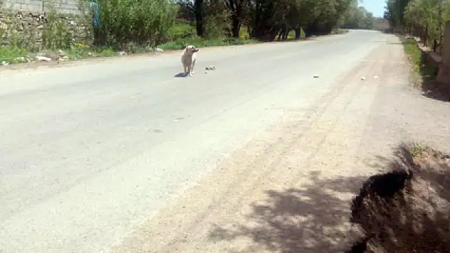 Anne köpeğin imdat çığlığı!