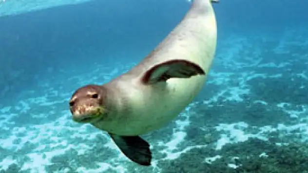 Dünyada 600 tane, birisi Akyaka'da