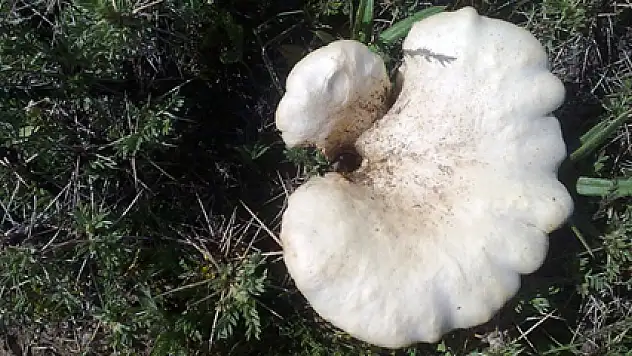 Dağ mantarına vatandaşlardan yoğun ilgi