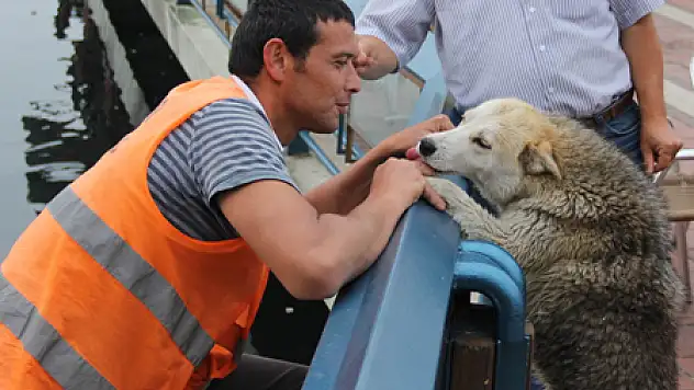 Göle Düşen Köpeği Kurtarma Operasyonu