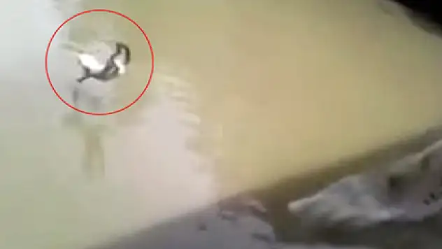 İnsanlık dışı eğlence!