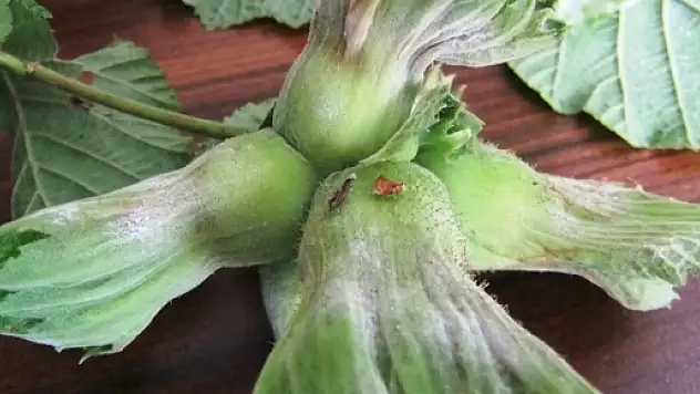 FINDIKTA KÜLLENME HASTALIĞI İLE MÜCADELE UYARISI 