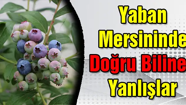 Yaban Mersininde Doğru Bilinen Yanlışlar