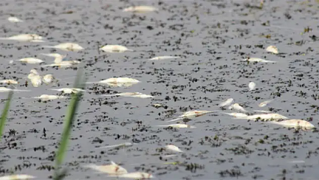 Toplu balık ölümleri korkutuyor