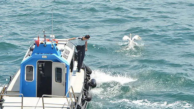 Kanadı kırık kuğu, polisi peşinden koşturdu