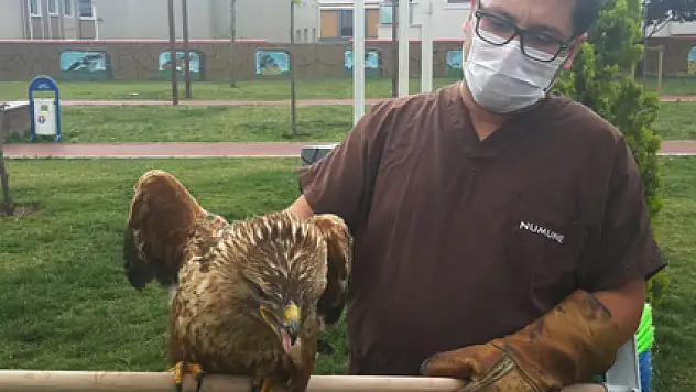 Yaralı şahin, özgürlüğe kanat çırptı